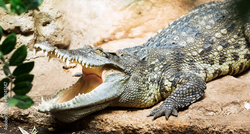 Siamese freshwater crocodile