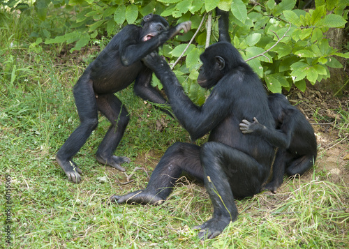 Singes bonobos