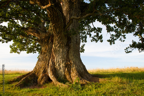 Stem of grand oak in Urvaste, Estonia