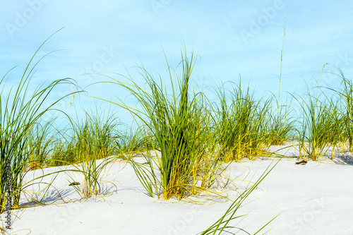grass grows at dune at a beautiful beach