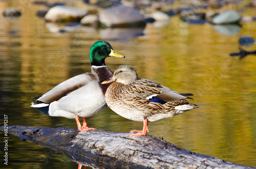 Pair of Mallard Ducks Resting in an Autumn Pond