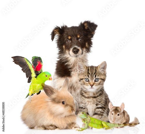 large group of animals. isolated on white background