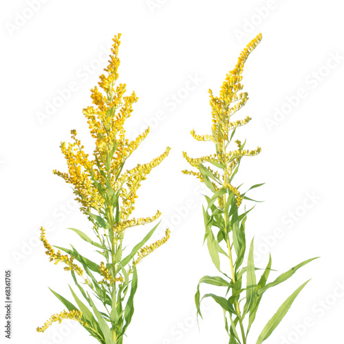 Canada Goldenrod flowers isolated on white background