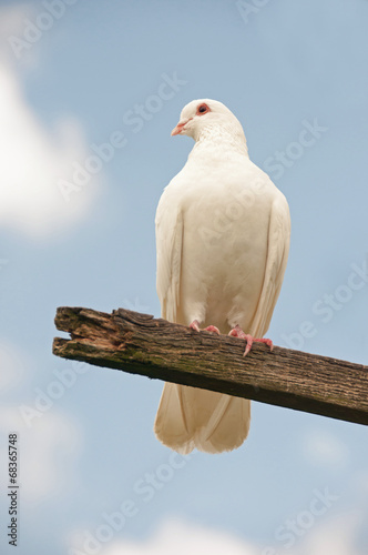 Dove on a perch