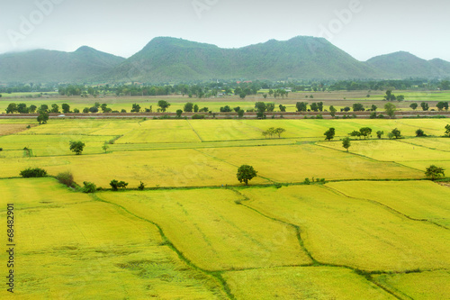 Natural rice field