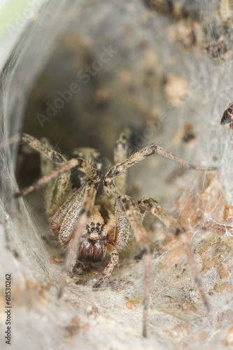 Funnel-web spider, Agelena labyrinthica