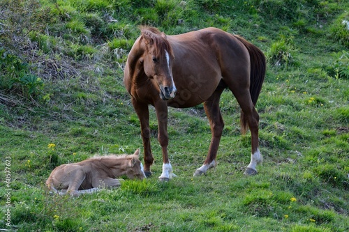 Cavalla con cavallino