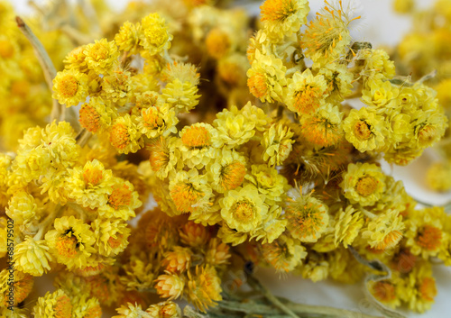 Dried flowers of helichrysum