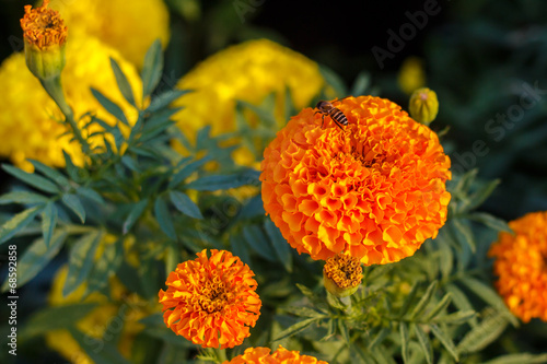 Bee on lantana camara flowers.