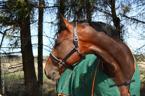 Latvian breed bay horse in green coat portrait in summer