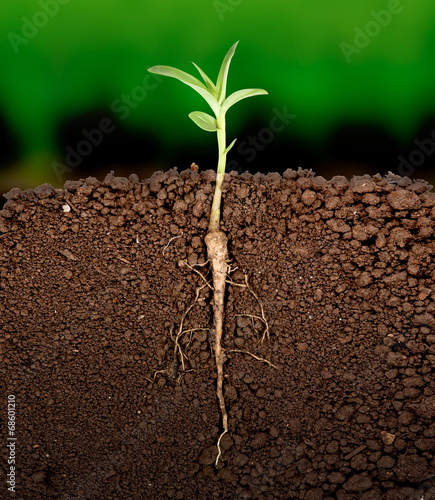 Growing plant with underground root visible