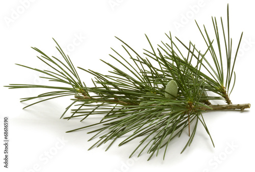 Pinus sylvestris Scots pine Waldkiefer Sosna zwyczajna