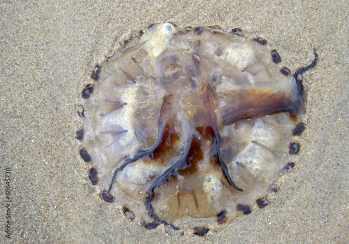 Meduza na plaży