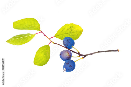 Berries of sloe