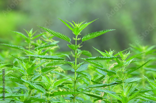 Common nettle at flowering stage