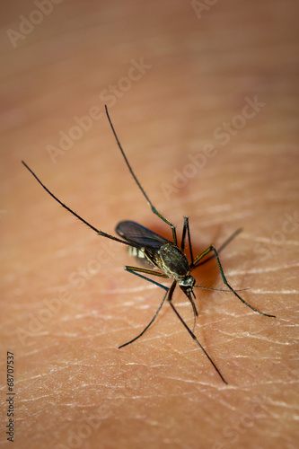 Mosquito sucking blood.