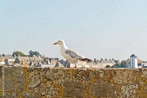 Sea gull standing on old city wall of Saint Malo. Brittany. Fran