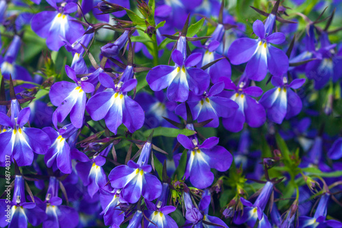 lobelia flowers,lobelia erinus, closeup