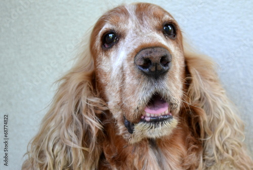 cocker spaniel