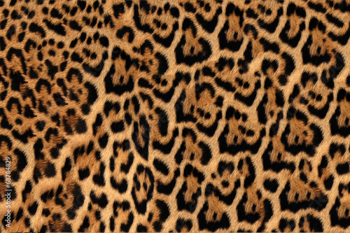 Jaguar, leopard and ocelot skin texture