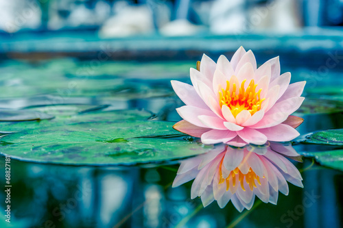 Beautiful Pink Lotus, water plant with reflection in a pond