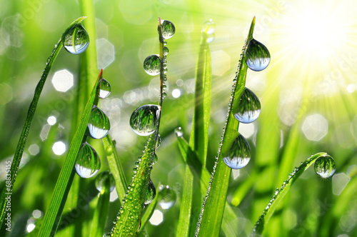 Fresh grass with dew drops close up