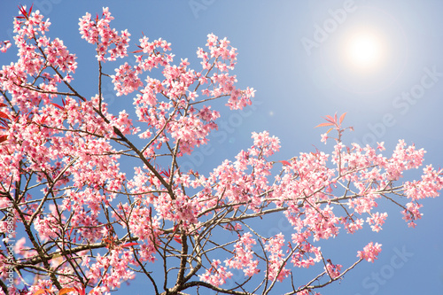 Spring cherry blossom background.