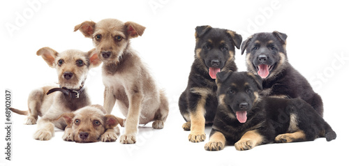 set of puppies