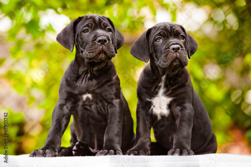 two black cane corso puppies