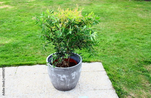 callistemon,rince-bouteille plante en pot sur terrasse