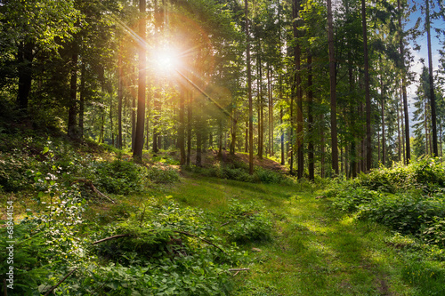 forest glade in shade of the trees in sunlight