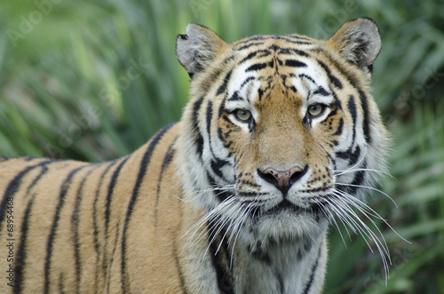 Tigre del Bengala