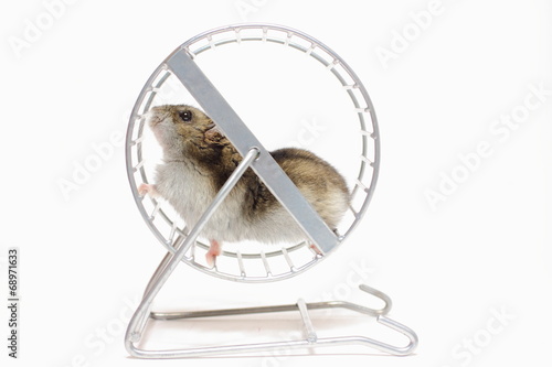 Pet hamster runs in the wheel