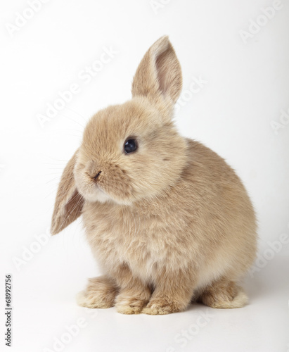 Baby of orange rabbit on white background