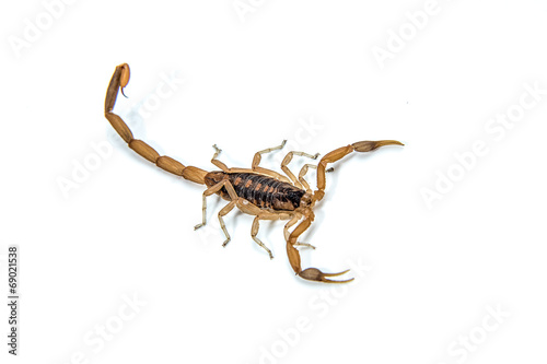 Bark Scorpion