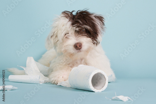 Portrait of a boomer puppy with toilet paper