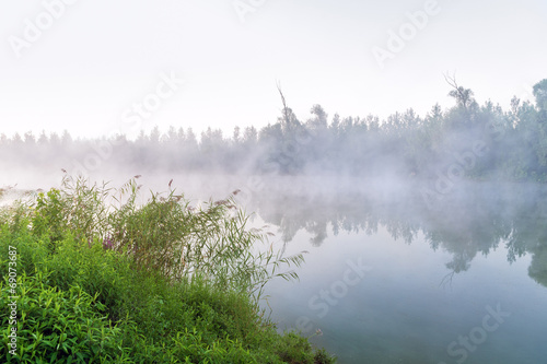 Reed cane by the foggy lake