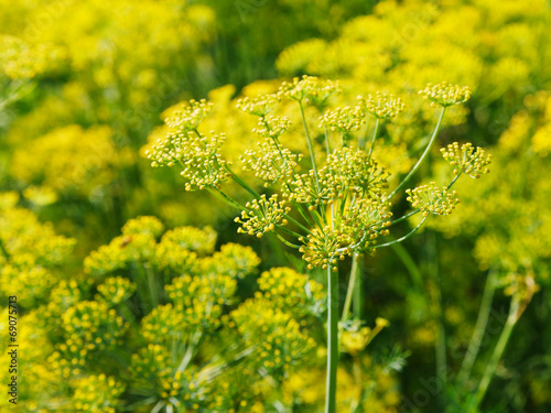 blossoming yellow dill herbs in garden