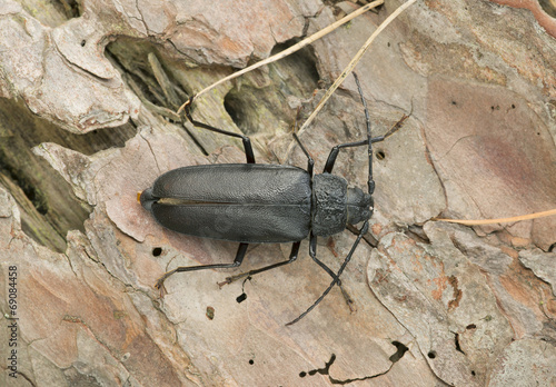 Female Ergates faber on pine wood