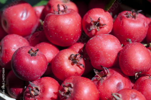 Azzeruolo Rosso - Crataegus azarolus, L. 1753