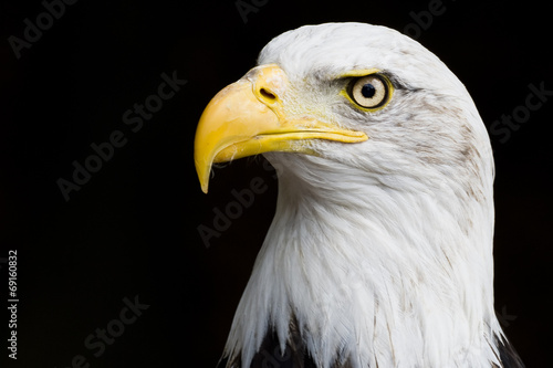 American Bald Eagle