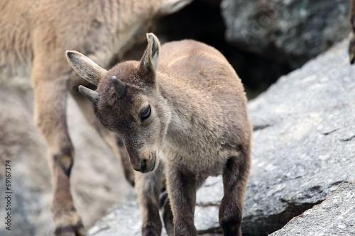 Alpine Ibex or Steinbock Baby