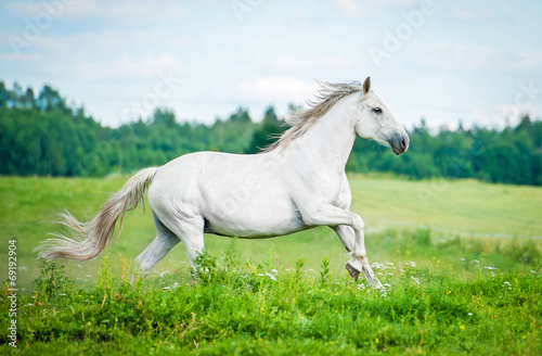 Beautiful white horse running on the summer field
