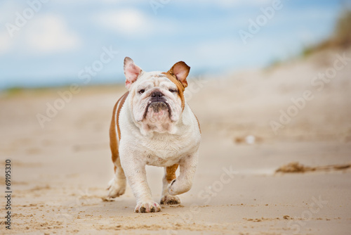 english bulldog at the sea