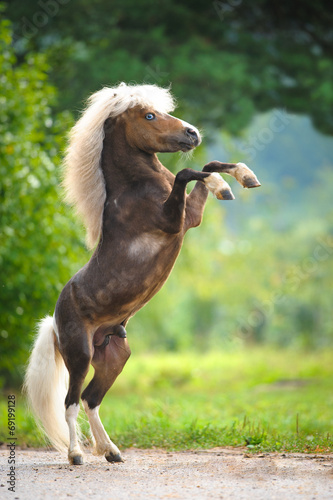 American Miniature Horse rearing up