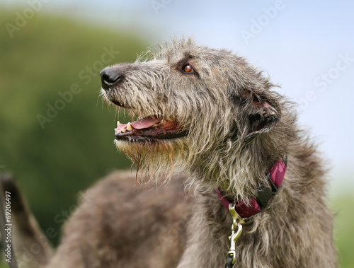 Irish Wolfhound dog