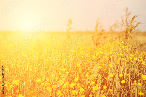 Vintage yellow flower field