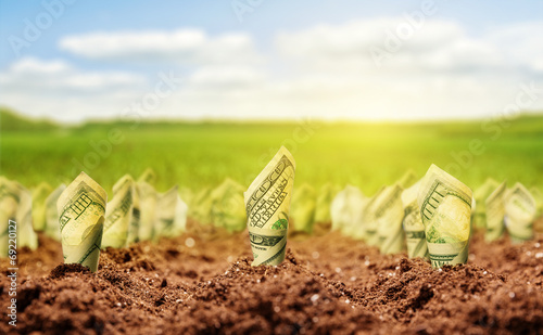 American dollars grow from the ground