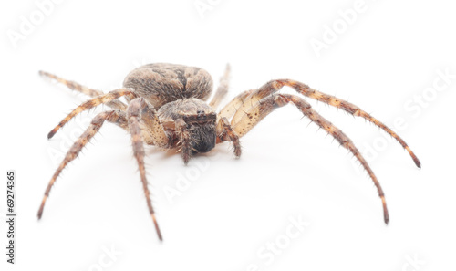 House spider