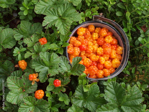 Moltebeere, Rubus chamaemorus